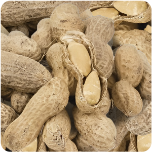 Jumbo Roasted Peanuts in Shell